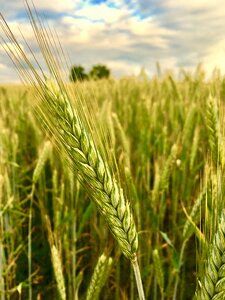 Summer barley nature photo