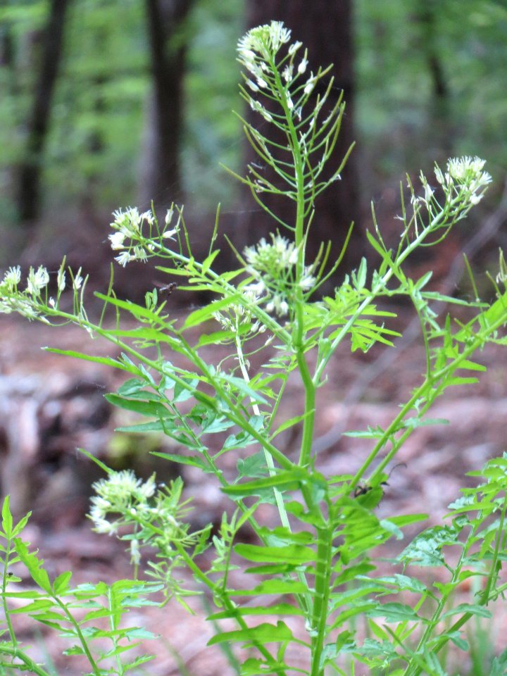 20140516Cardamine_impatiens01