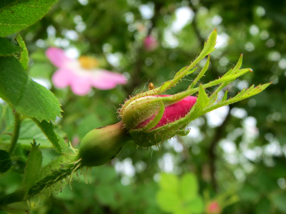 20140521Rosa_rubiginosa3