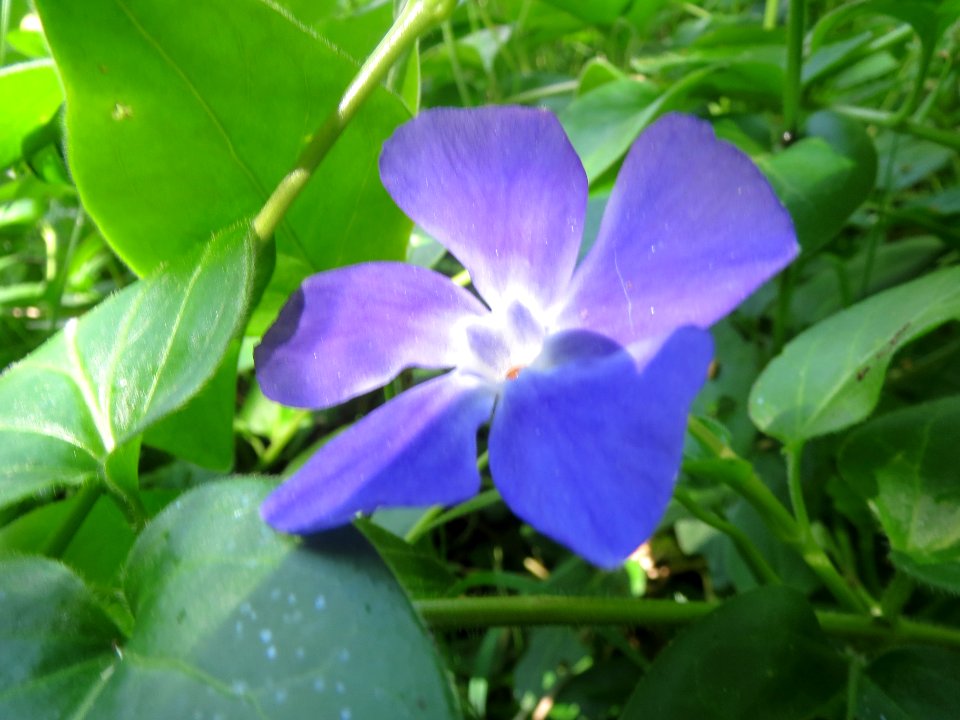 20140505Vinca_major2