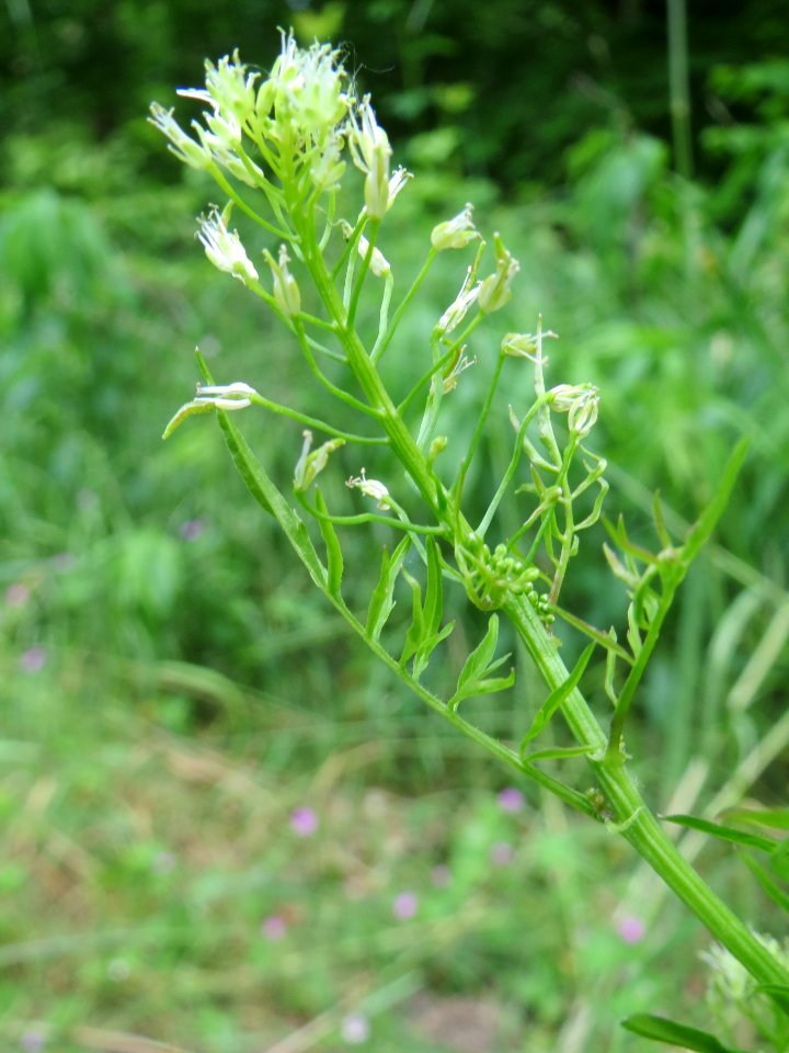 20140516Cardamine_impatiens03