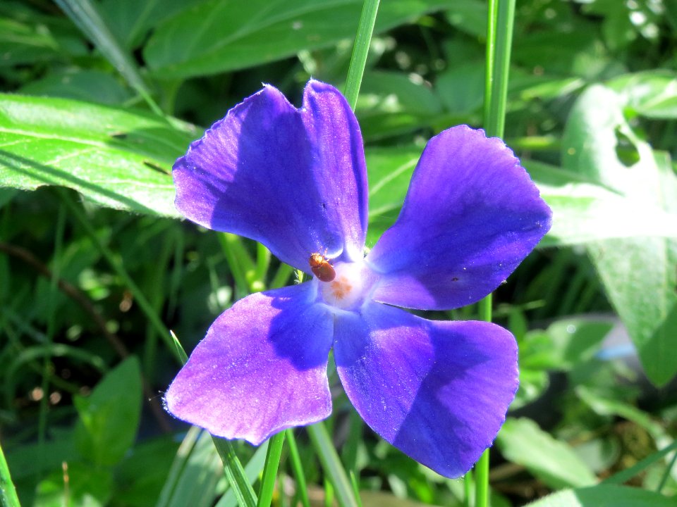 20140505Vinca_major1
