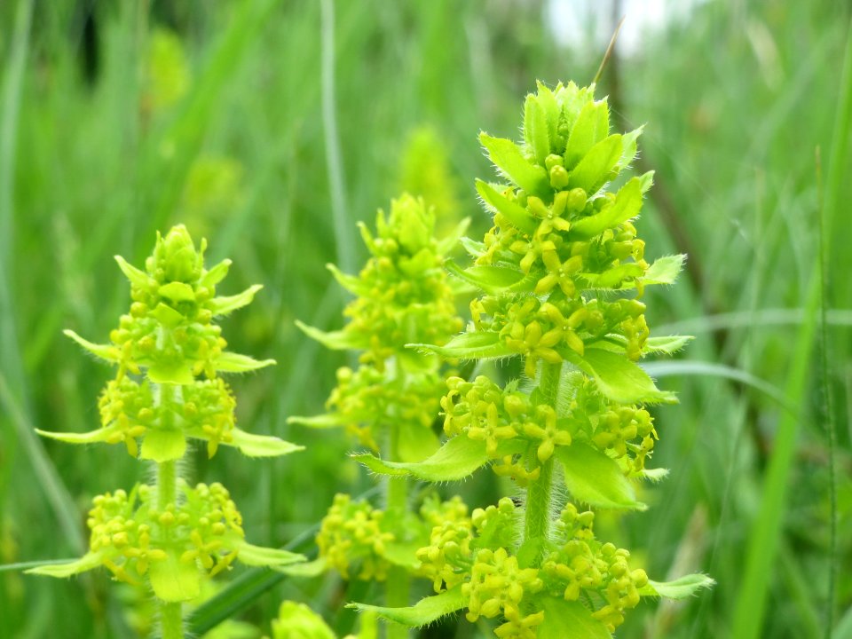 20140507Cruciata_laevipes3