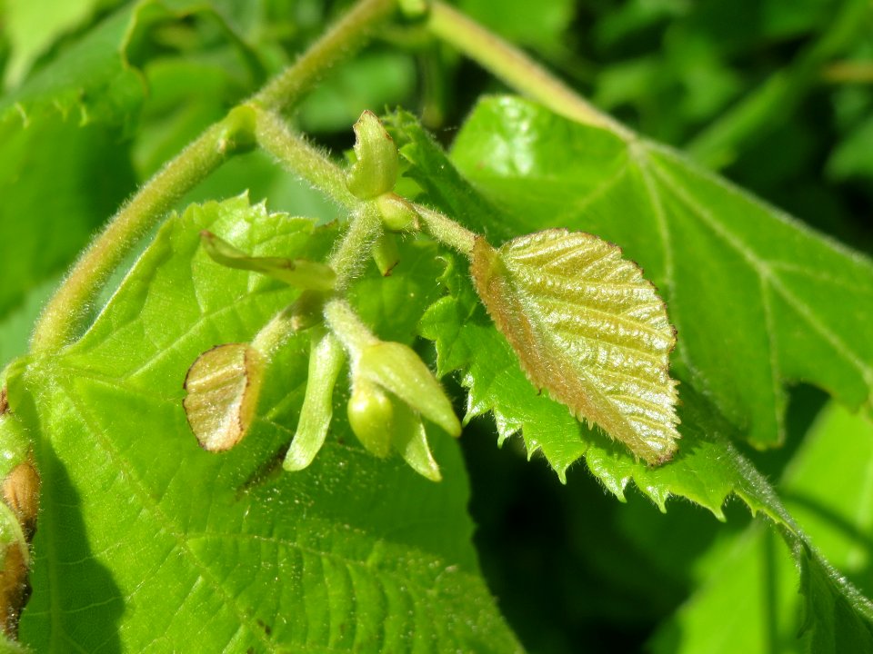 20140515Tilia_platyphyllos2
