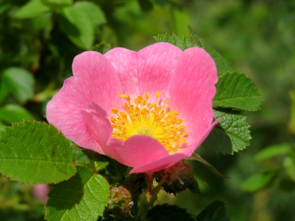 20140515Rosa_rubiginosa6