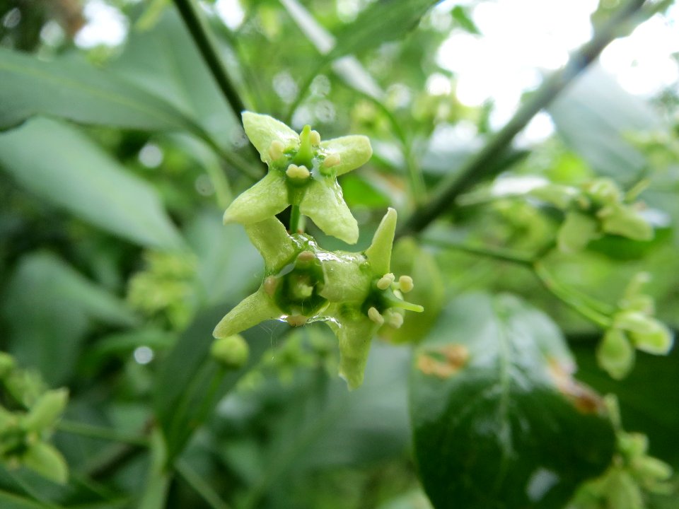 20140507Euonymus_europaeus1