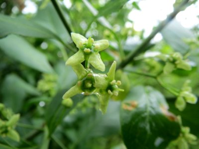 20140507Euonymus_europaeus1