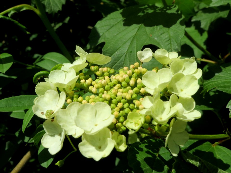 20140504Viburnum_opulus