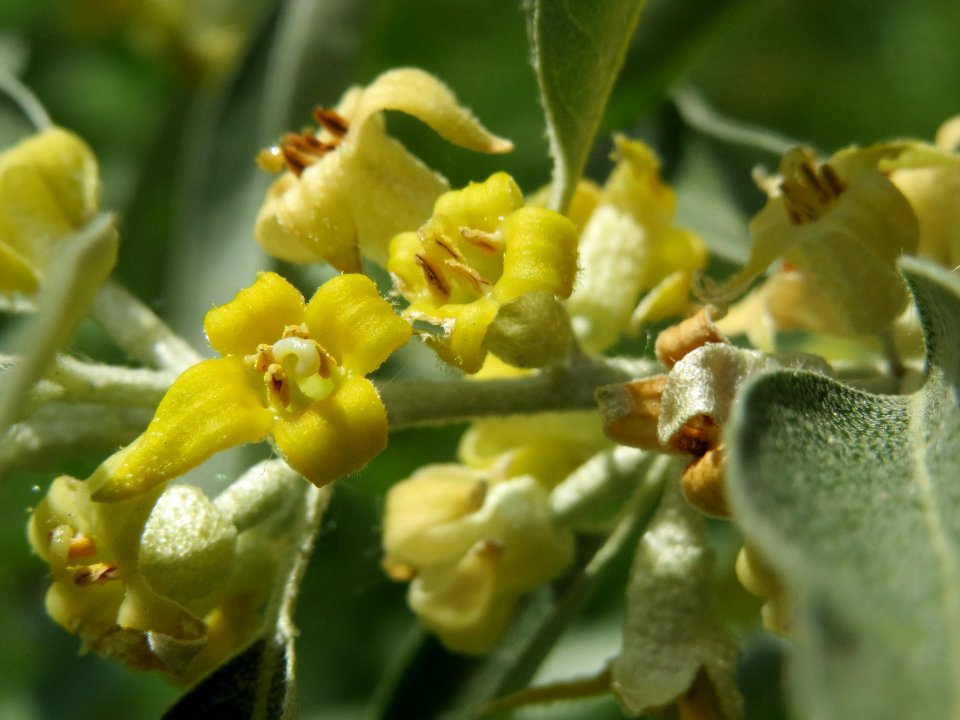 20140518Elaeagnus_angustifolia4