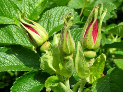 20140515Rosa_rugosa4