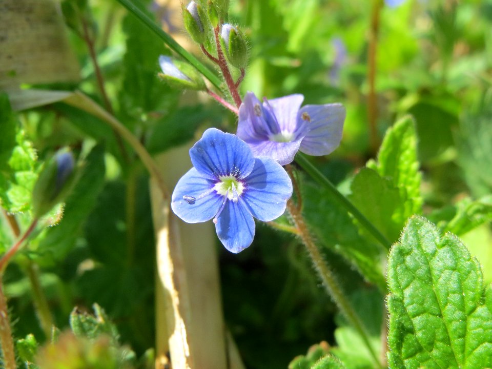 20140504Veronica_chamaedrys