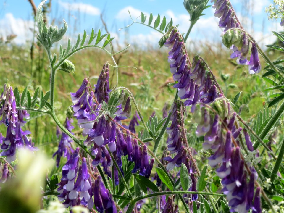 20140523Vicia_villosa2
