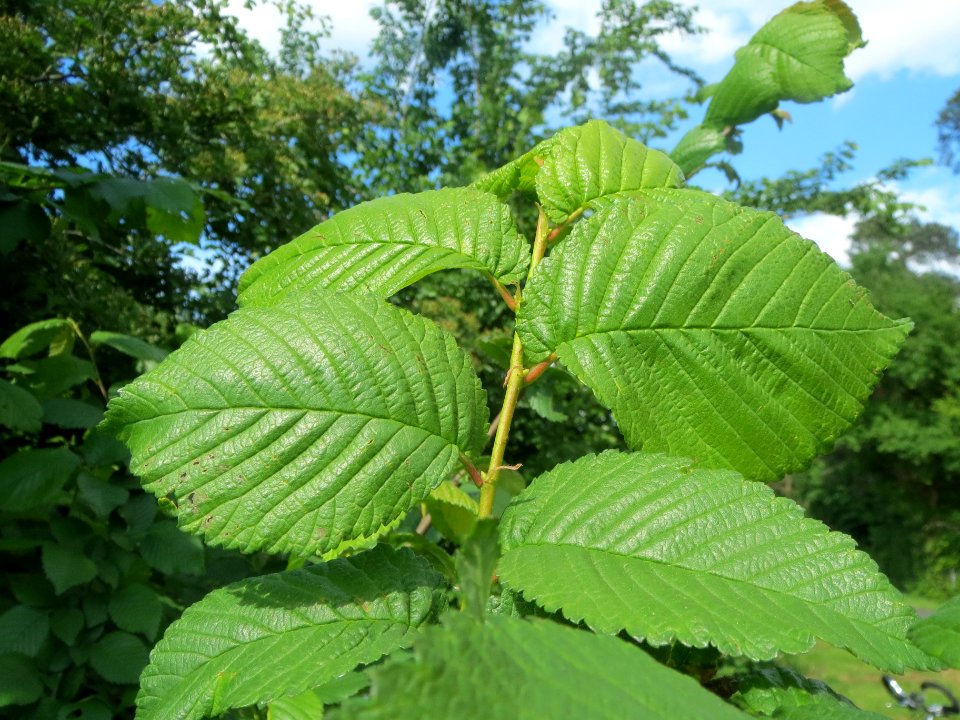 20140516Ulmus_minor2