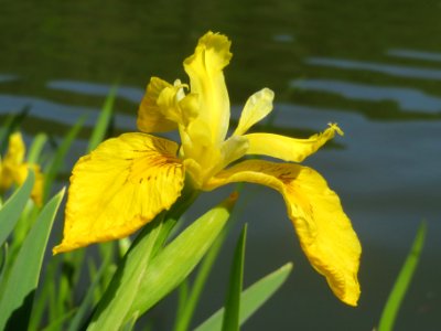20140504Iris_pseudacorus2