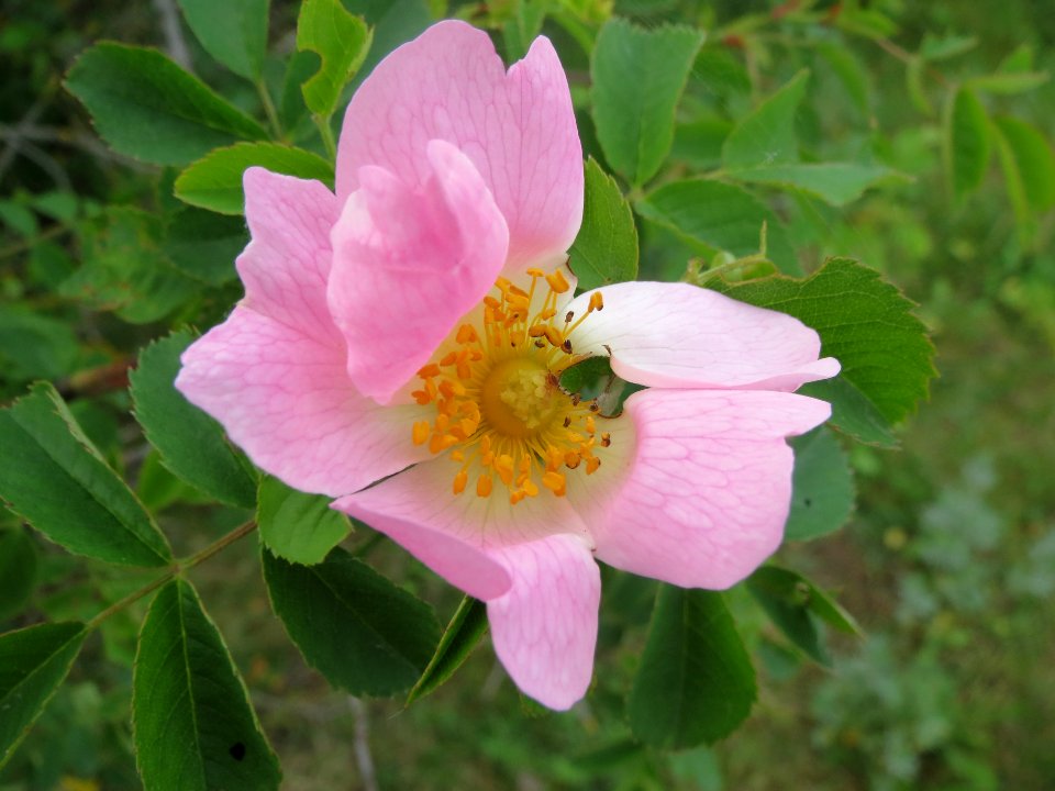 20140426Rosa_dumalis