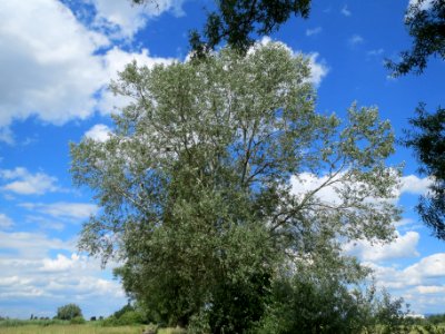 20140605Populus_alba