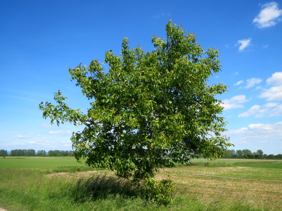 20140517Juglans_regia