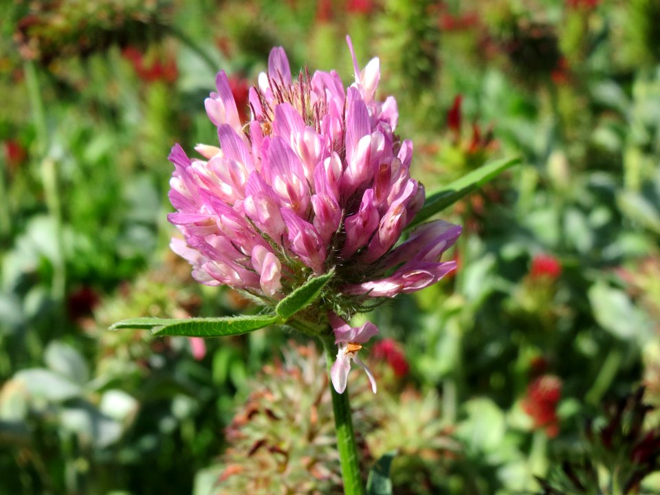 20140505Trifolium_pratense
