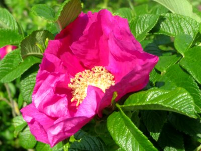 20140426Rosa_rugosa3
