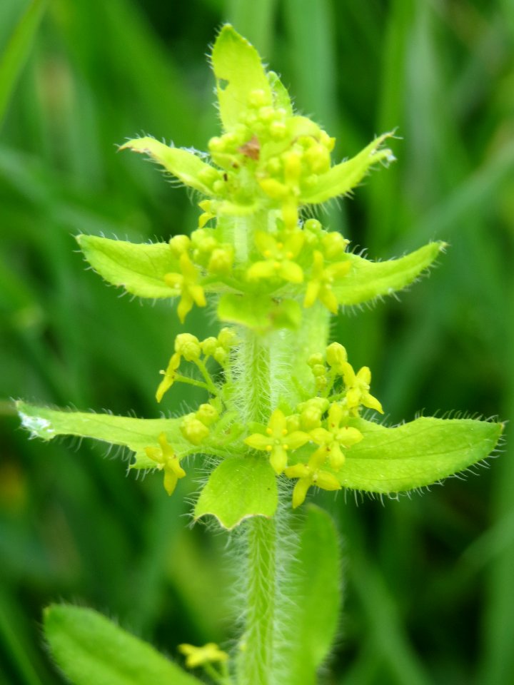 20140507Cruciata_laevipes4