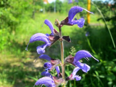 20140517Salvia_pratensis1