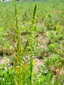 20140517Reseda_luteola4