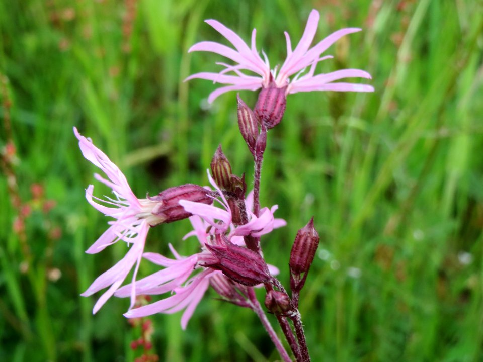 20140507Lychnis_flos-cuculi1