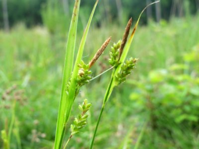20140518Carex_pallescens2