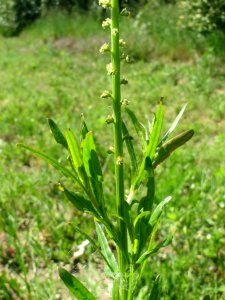 20140517Reseda_luteola3