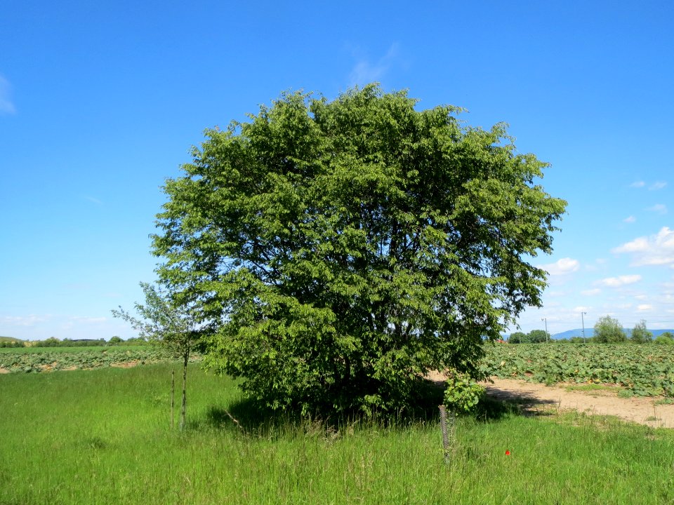 20140517Carpinus_betulus