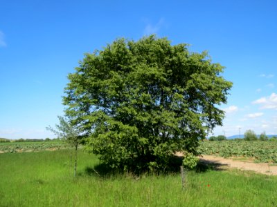 20140517Carpinus_betulus