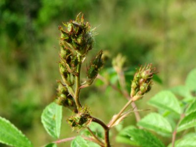 20140426Rosa_multiflora5