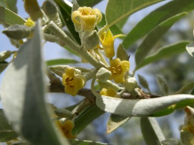 20140516Elaeagnus_angustifolia5
