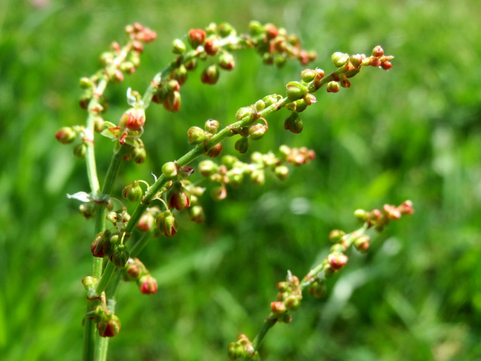 20140504Rumex_acetosa