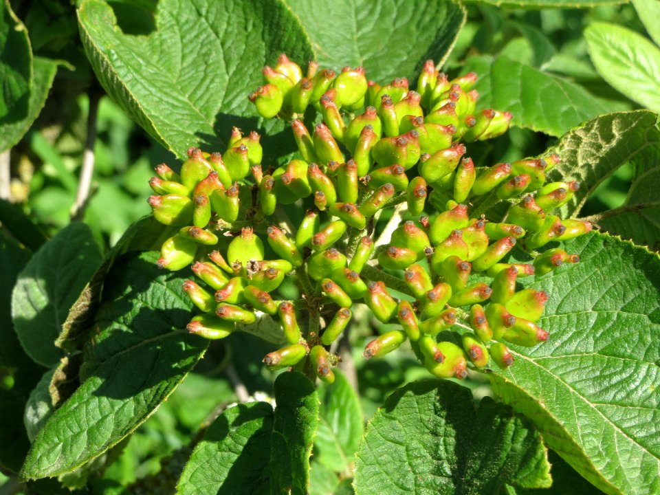 20140517Viburnum_lantana3