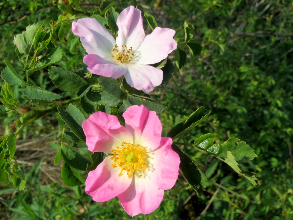 20140426Rosa_dumalis30