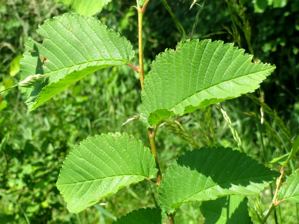 20140517Ulmus_minor3