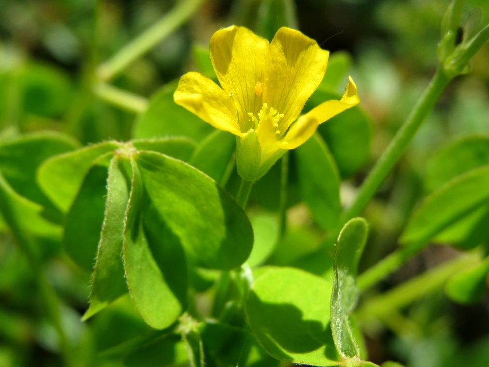 20140520Oxalis_stricta2
