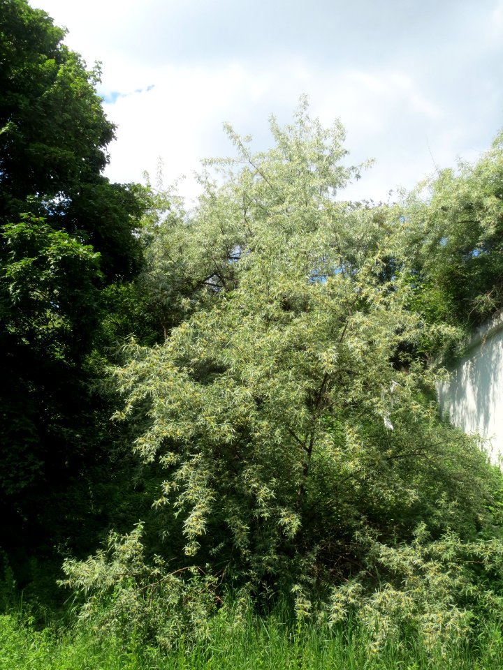 20140518Elaeagnus_angustifolia1