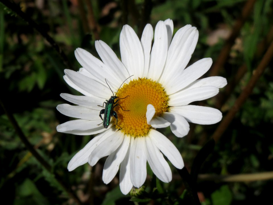20140505Leucanthemum_vulgare1