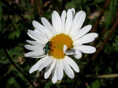 20140505Leucanthemum_vulgare1