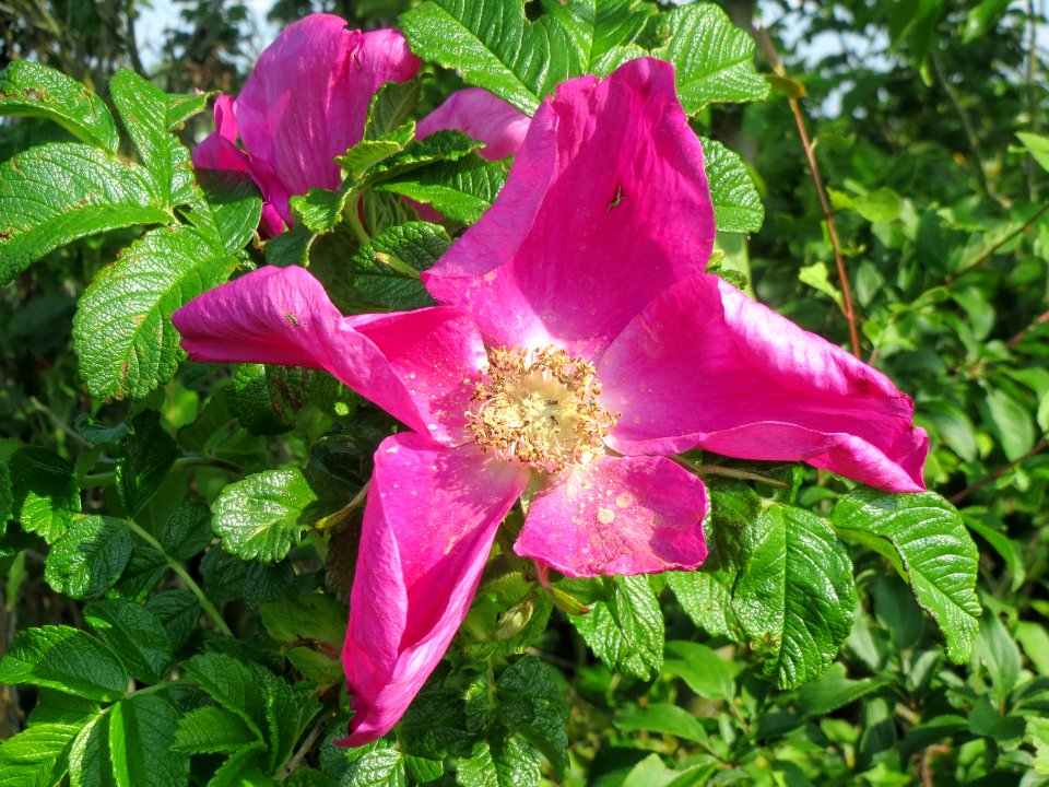 20140426Rosa_rugosa4