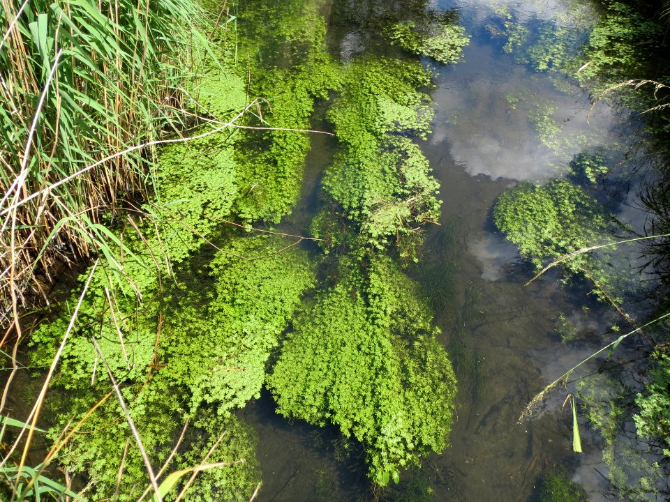 20140605Kotlachgraben2