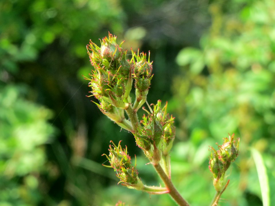 20140426Rosa_multiflora4