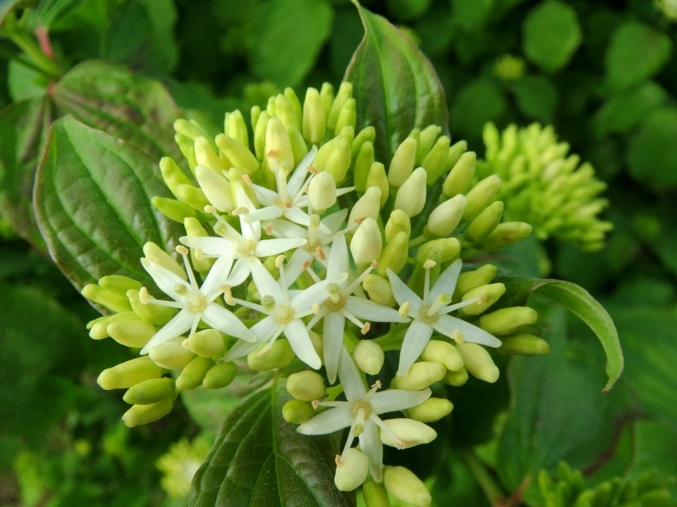 20140427Cornus_sanguinea2