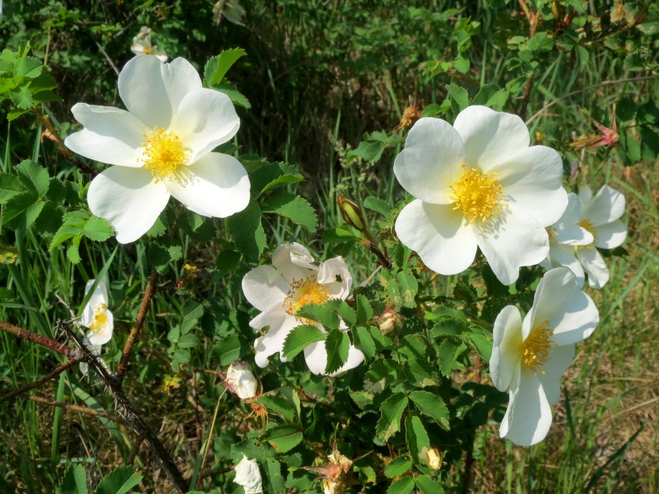 20140430Rosa_spinosissima1