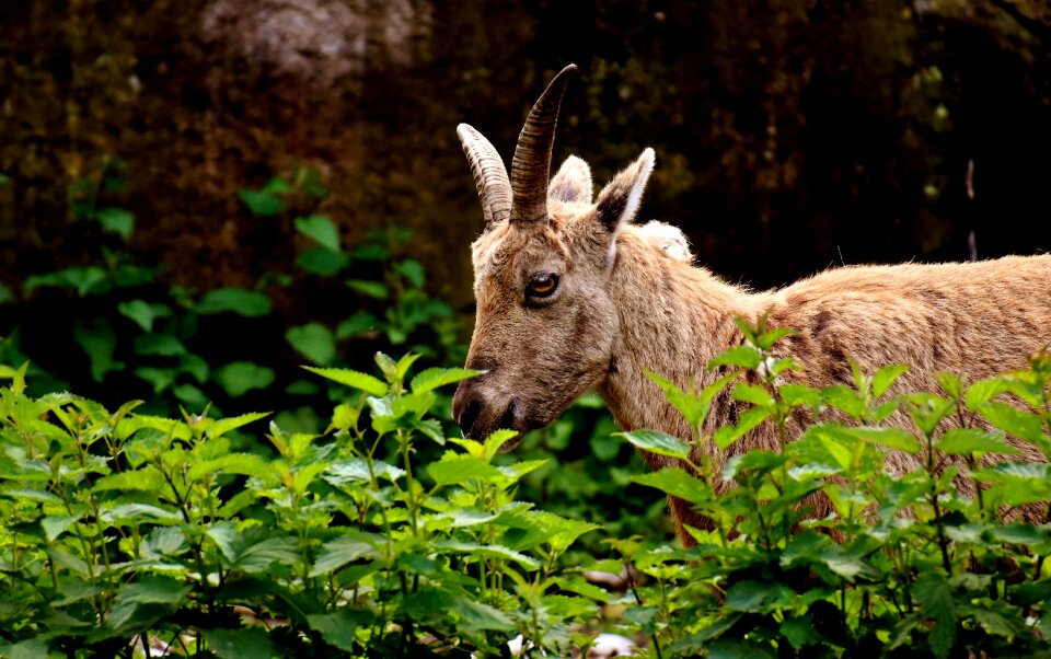 Animal world zoo hellabrunn