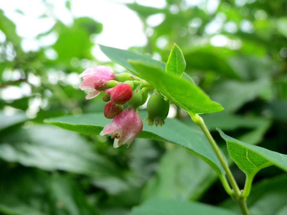 20140602Symphoricarpos_albus5