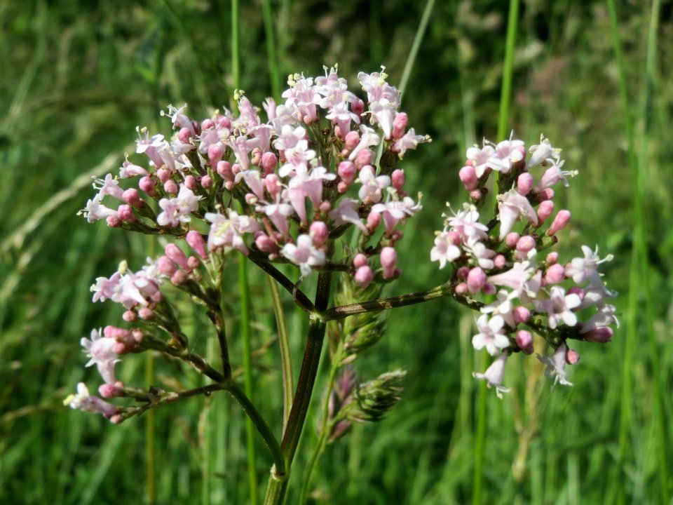 20140519Valeriana_officinalis