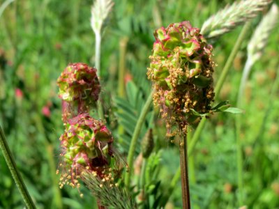 20140505Sanguisorba_minor1